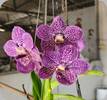 V. Somsri Blue Classic x coerulea